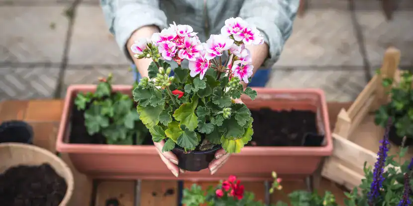 A woman transplants a geranium into a bigger container