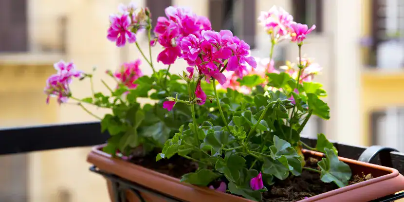 A potted geranium grows on a balcony