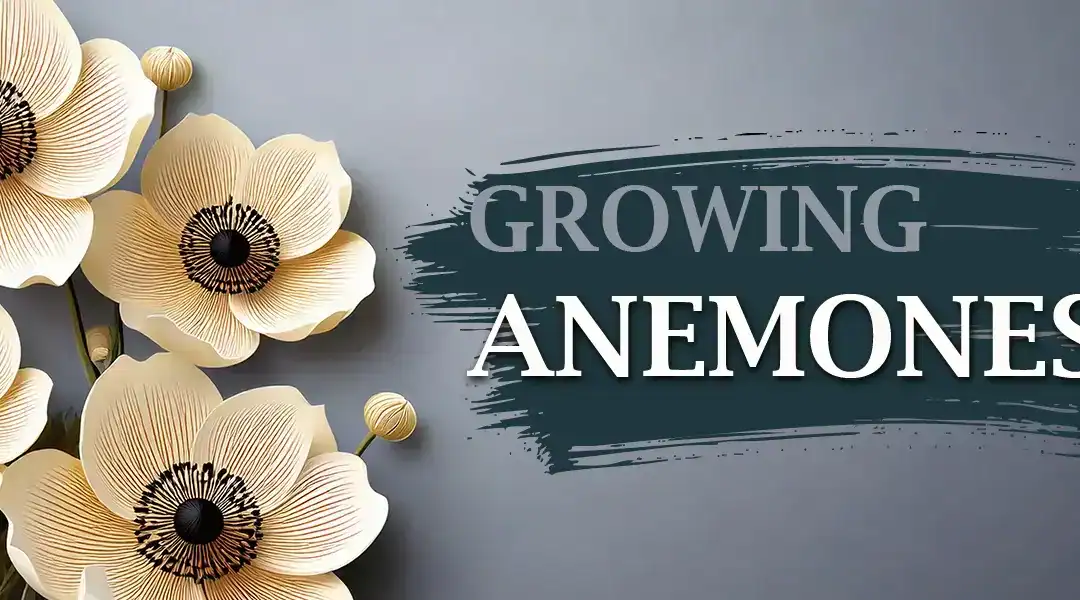 Growing Anemones for Year-Round Color