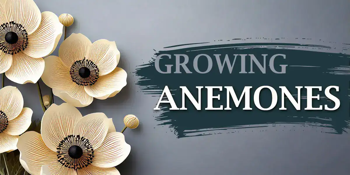Growing Anemones