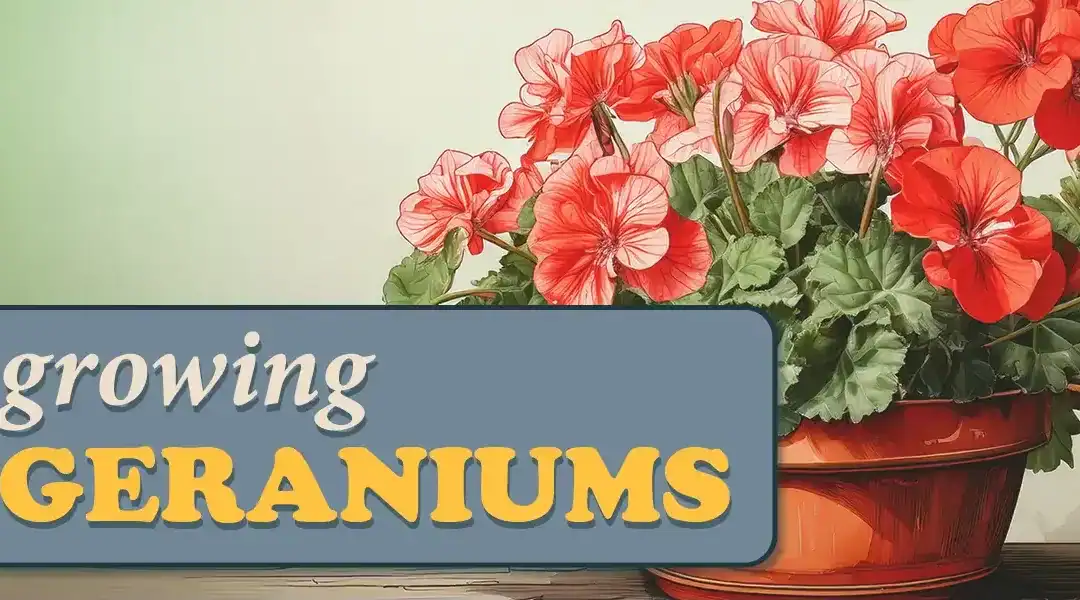 How to Grow Geraniums from Cuttings, Seeds, or Seedlings