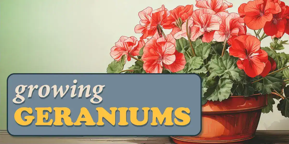 Growing Geraniums
