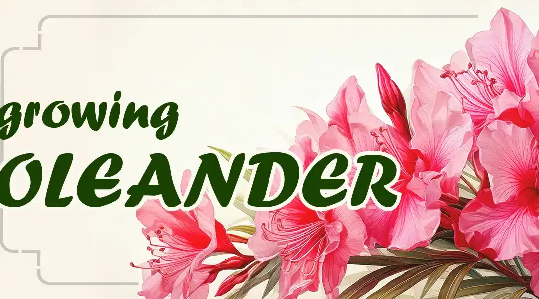 How to Grow Oleander in Pots or Plots