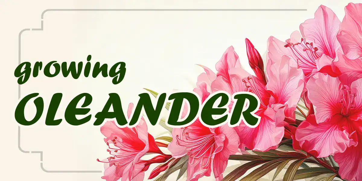 Growing Oleander