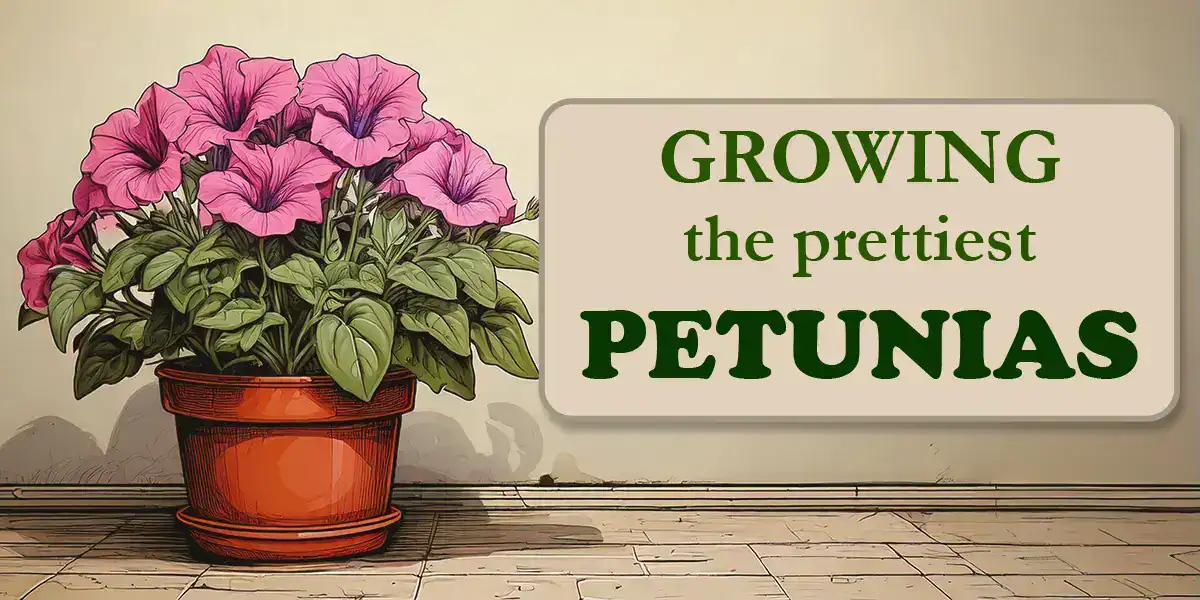 Growing Petunias