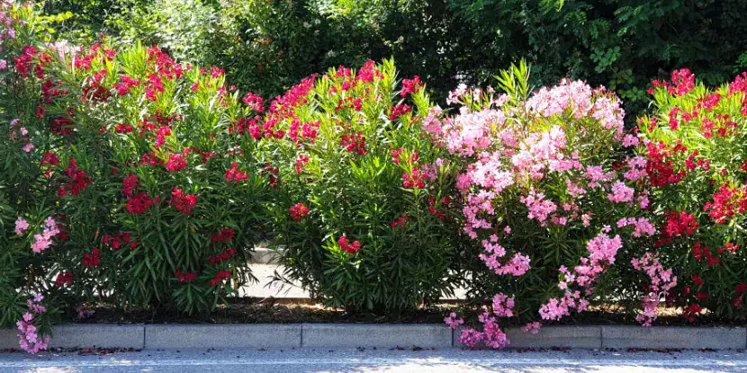 A hedge of various oleander cultivars