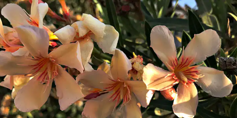 Creamy pinkish laurel blossoms