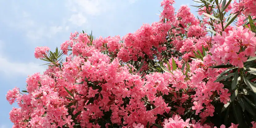 An explosion of pink oleander blooms