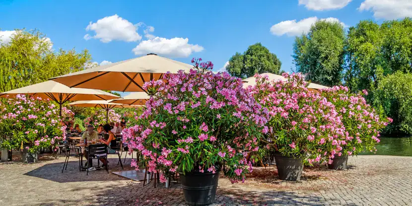 Potted oleander plants brighten a brick patio