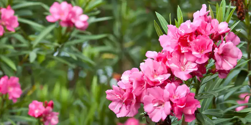 Close-up of vibrant pink oleander flowers