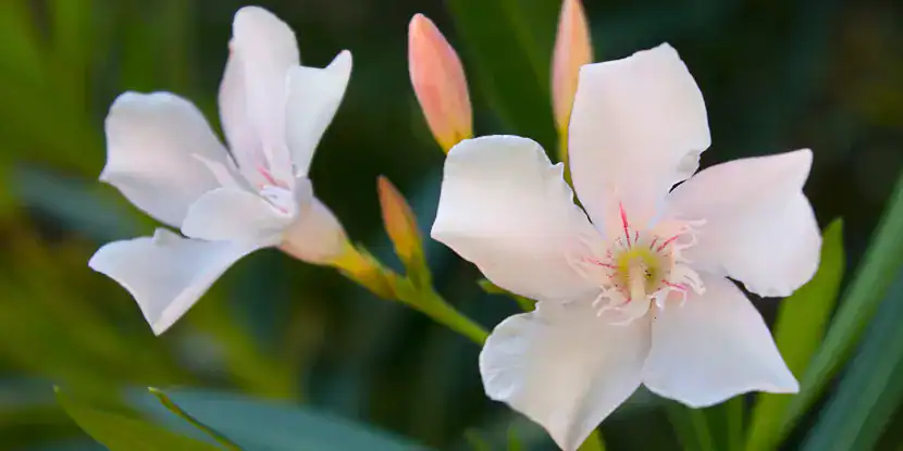 Pure white oleander blossoms
