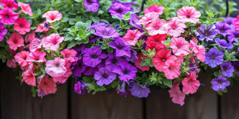 Trailing petunia plants cascade over a fence