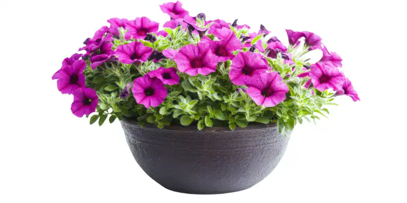 A potted petunia plant