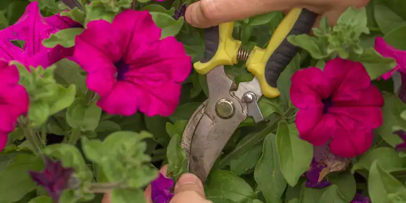Deadheading a petunia plant
