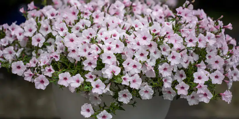 Supertunia flowers
