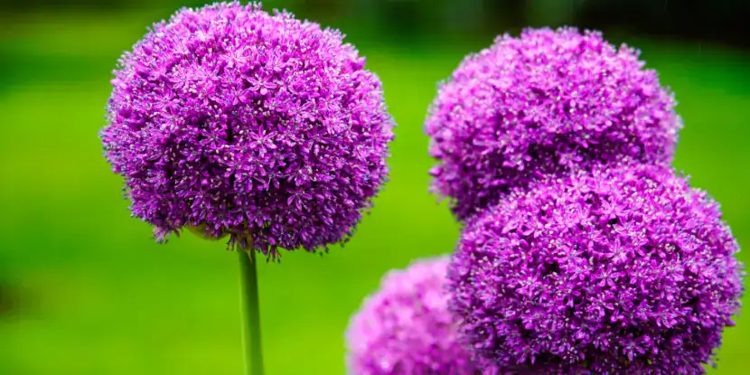 Purple allium blossoms