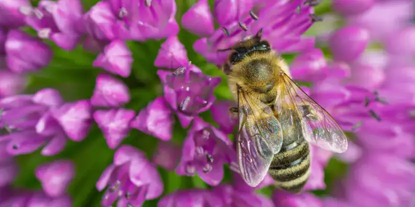 A bee on an allium flower