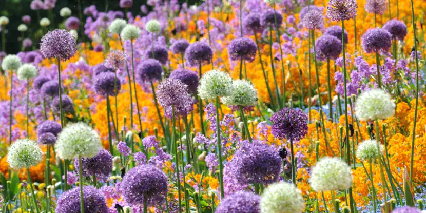 White and purple alliums in a field of flowers