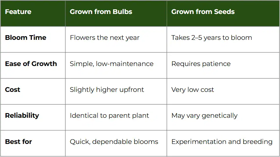 Allium bulbs vs seed chart