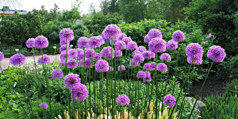 Allium giganteum flowers in the garden
