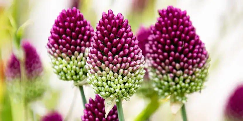 Allium sphaerocephaion buds