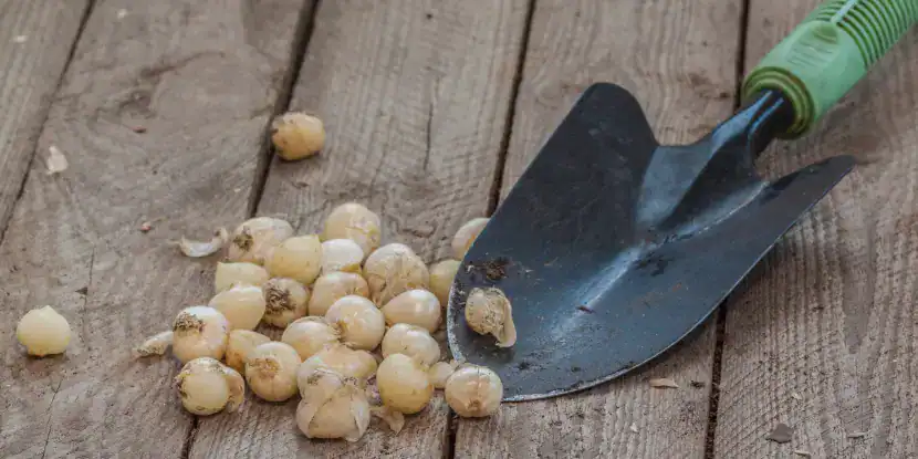 Allium bulbs ready for planting