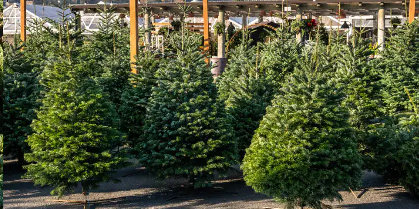 Lot trees ready for sale