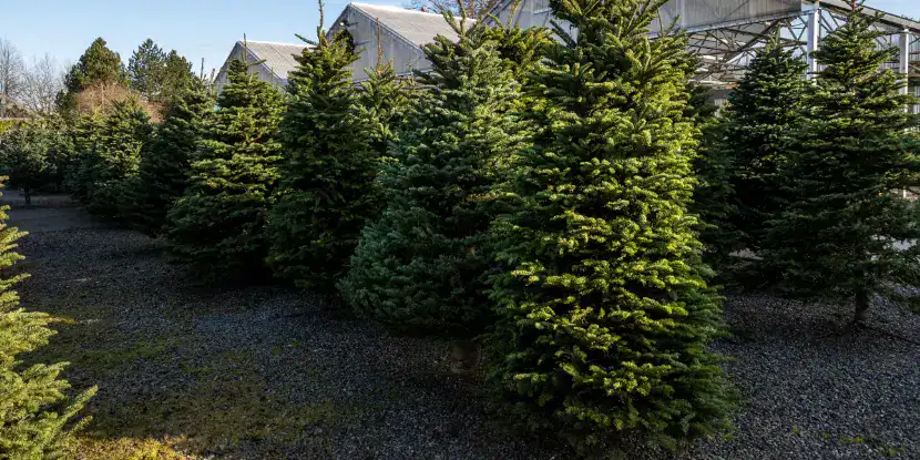Christmas trees growing on a farm
