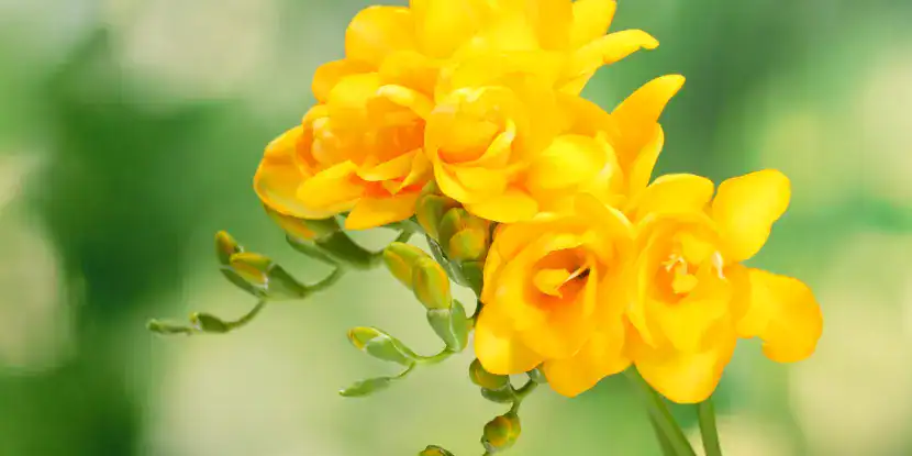 Close-up of vibrant yellow freesias blossoms