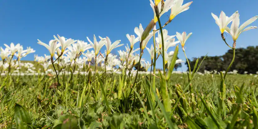 Wild freesias in a field