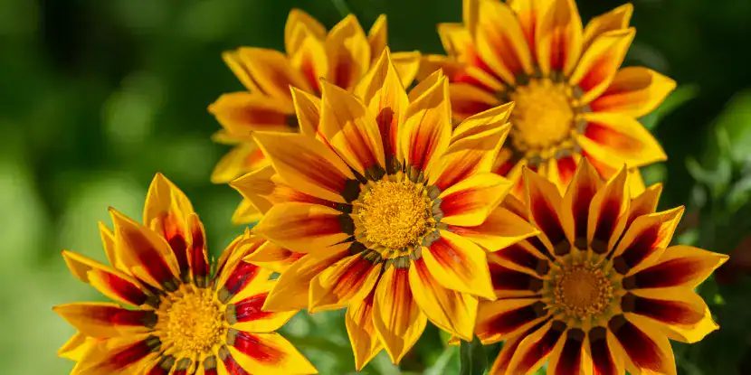 Deep yellow and burgundy gazanias