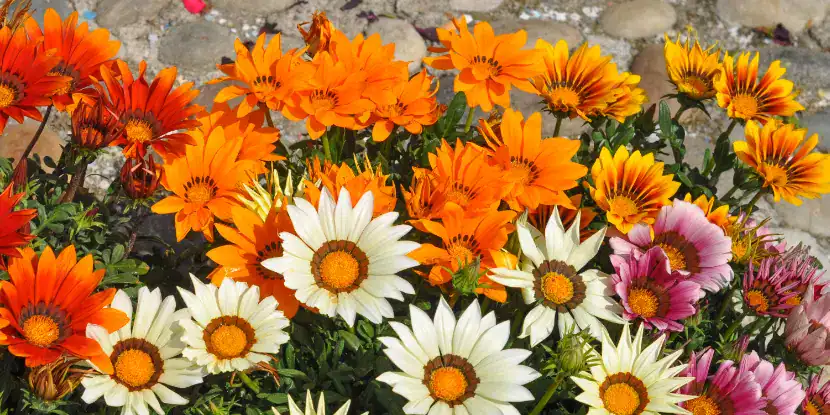 30+ Seeds Gazania Orange Cream Flower Seeds Drought Tolerant Reseeding Annual Perfect For Planting And Gifting