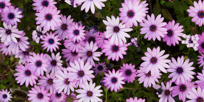 Gazania logiscapa flowers