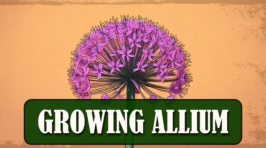 How to Grow Alliums from Bulbs: The Secret to Show-Stopping Blooms