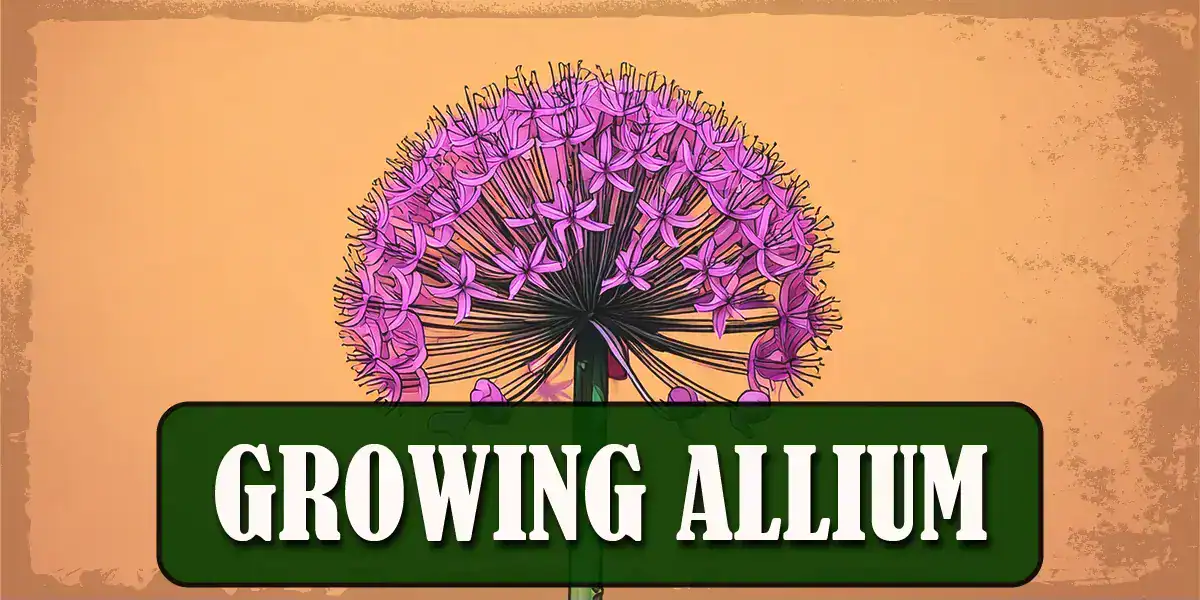 Growing Allium