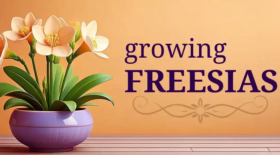 How to Grow Freesia Bulbs in Southern California