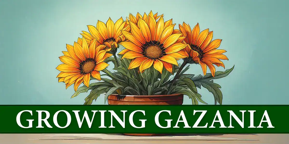 Growing Gazania